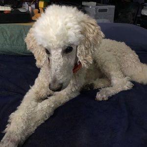 Moving soon! Please make an offer!🙏💕😘